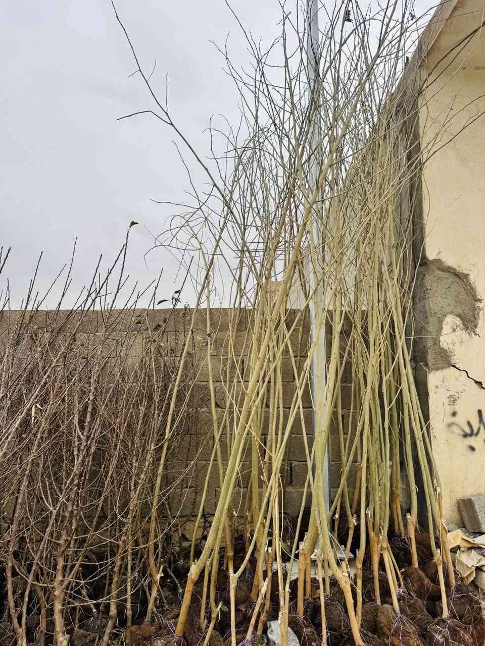 #مشتل_نور_الهدى  **يرحب بكم**
   🌲🌲🌲🌲🌲🌲🌲🌲
على بركة الله 
وصلت وجبه جديده 
من الاشجار الحمضيات والنفضيات 
اسماعيل. ***********
احمد.     *********** 
العنوان محافظة الانبار- حديثة صعدة الحي العسكري 
مقابل سالم للادوات الاحتياطية / ومجاور فلس ونص
