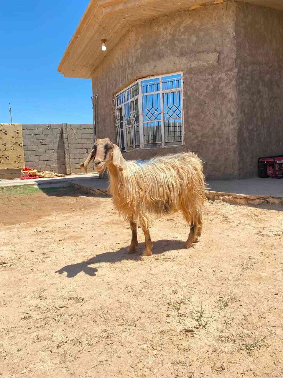 جذعه لجبه حليب اول بطن مرتبه مال جنيه    سعر160الف     مكان حديثه ***********
