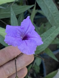 بتونيا بنفسيج • ثلاث شتلات • توصيل الكوت