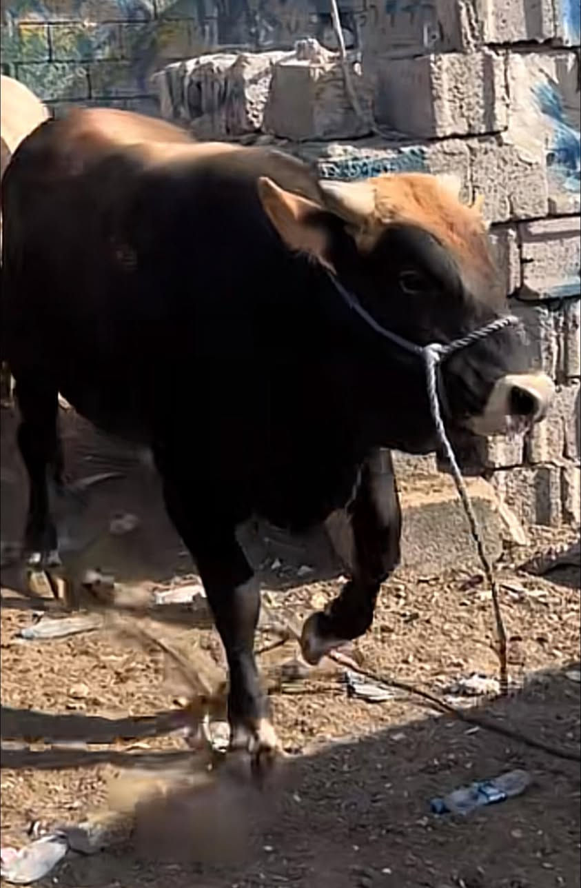 السلام عليكم بمناسبه عيد الاضحى المبارك يوجد قصاب خروف او عجل داخل كركوك أجيك للبيت ***********
