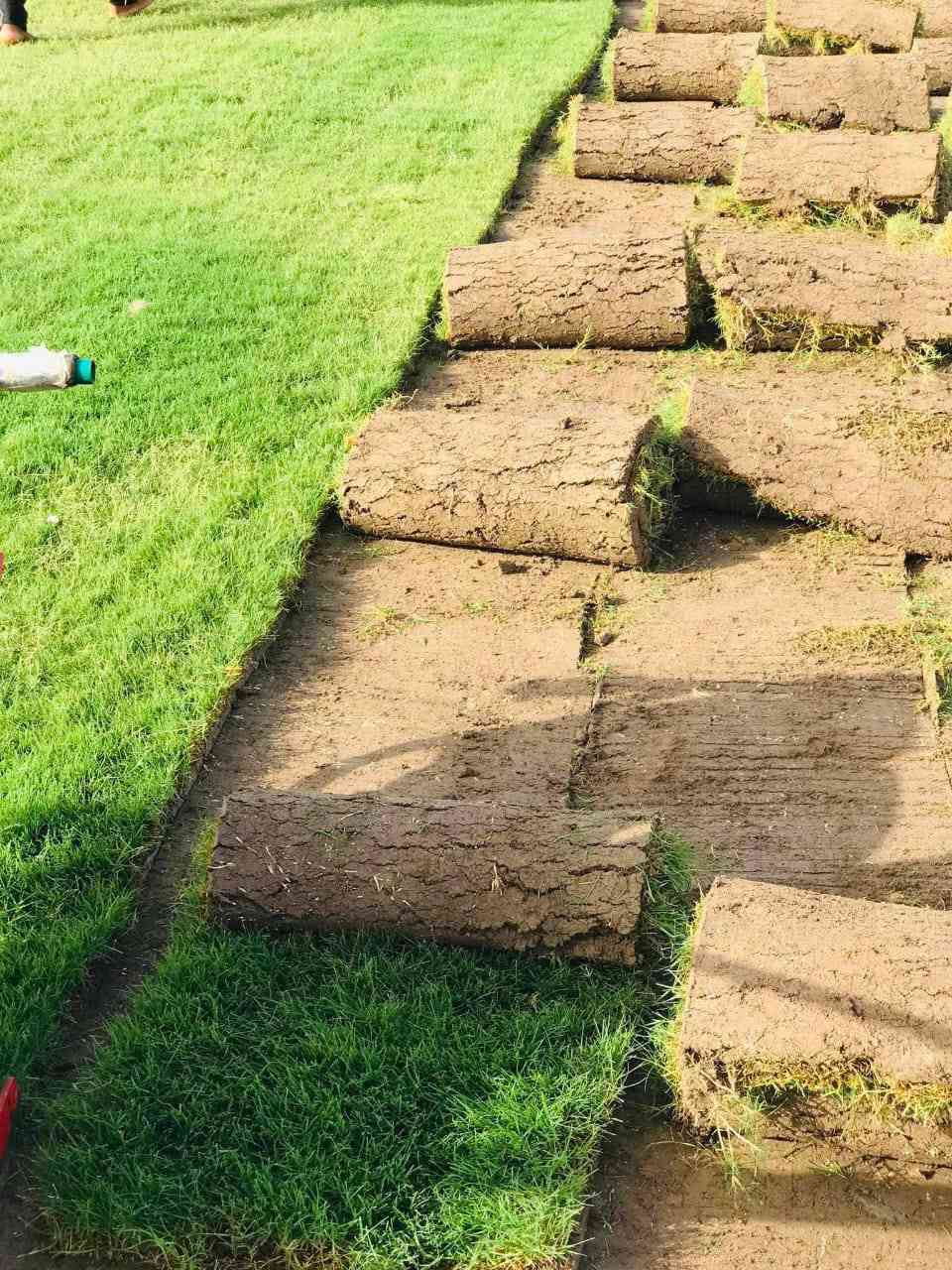 ثيل ديالى الطبيعي لهندي 🌿كثافه عالية متوفر لمتر لمربع ب الفين معة توصيل اقل كميه 50 متر لطلب *********** 📞
