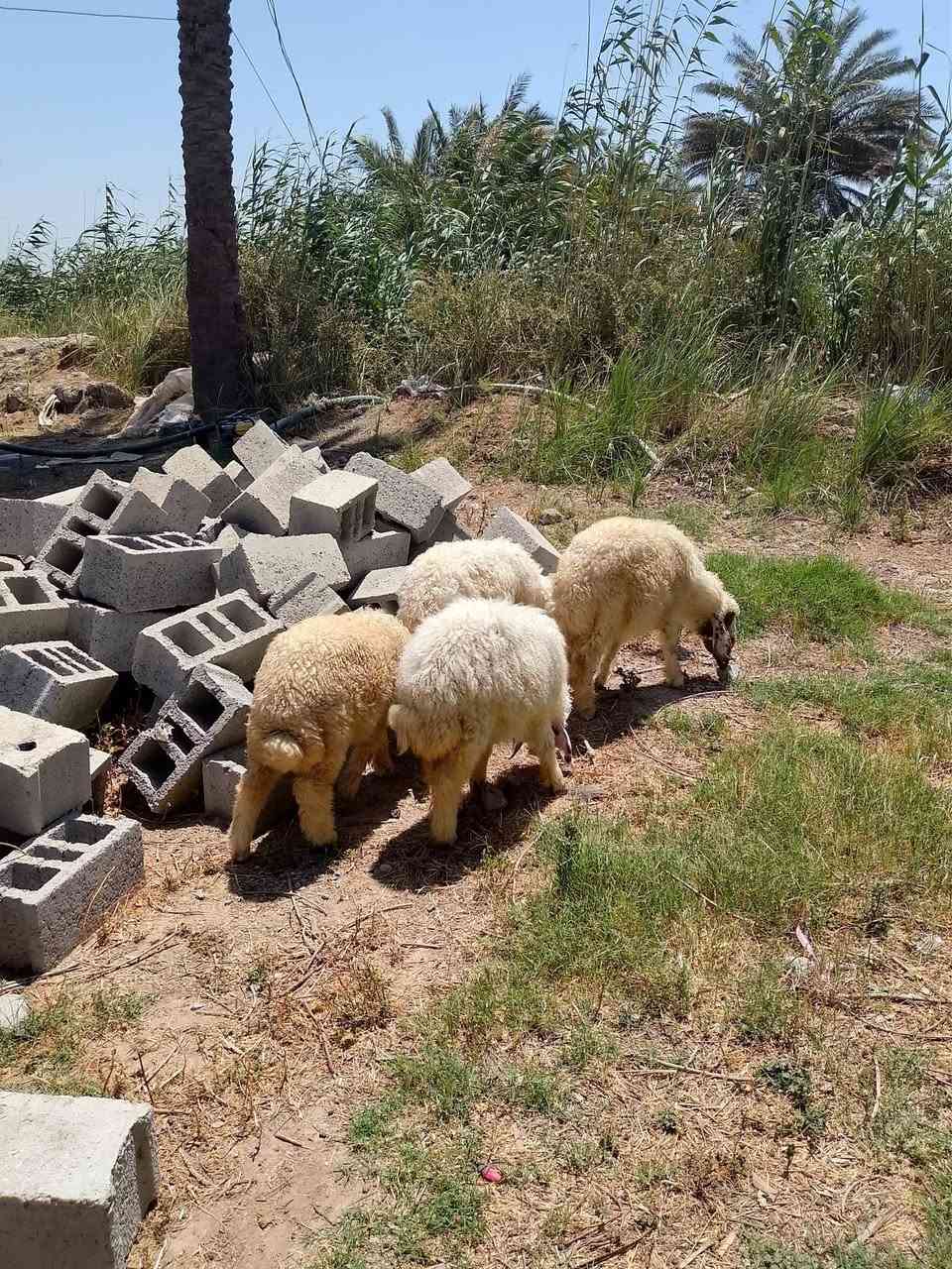 السلام عليكم
طليان مال رباط مكاني قريب عل طريق بغداد سيطرت الج 

‏‪***********‬‏
العدد 4
