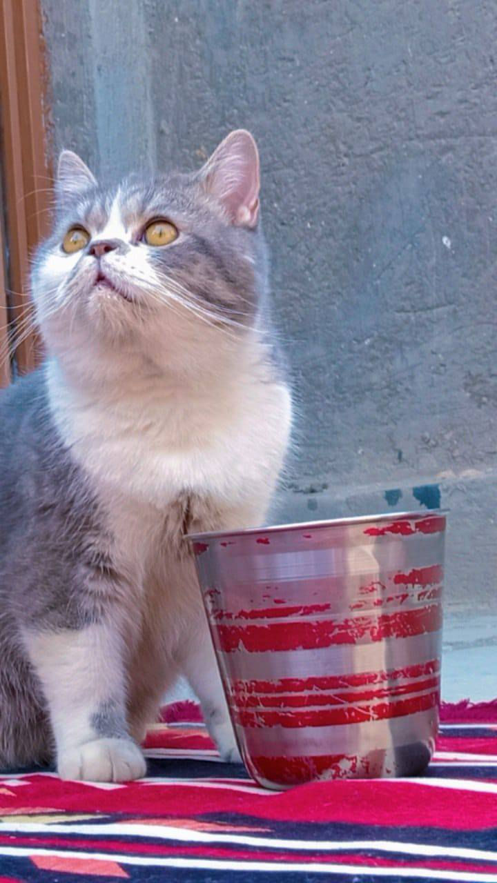 قط ذكر للتبني مجانآ 
عمره تقريبًا 3 سنوات مسوي عملية إخصاء
متعود على الليتر بوكس
نظيف وصحته زينة 
شخصيته هادئة بس يخاف بالبدايه من الغرباء ويحتاج وقت يتأقلم 
اللي مهتم  يراسلني
على هذا الرقم
***********
