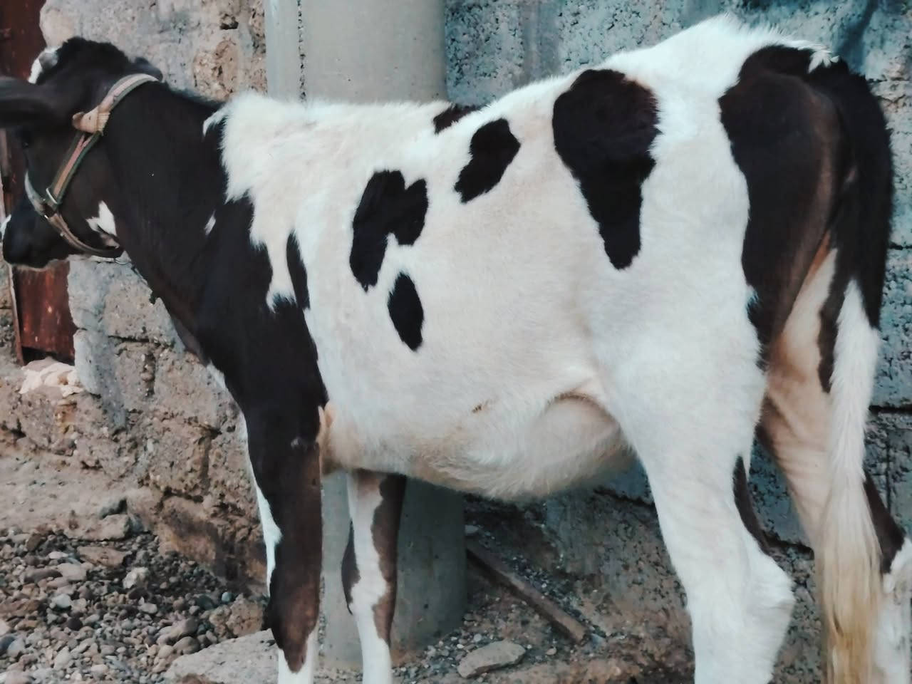 بسم الله ماشاء الله
بچر هولشتاين الاصلية  
 
بچر درجى اولى  مال جنيه   

شرط اچل وشرب ونصاحة فول 

المكان  صلاح  الدين الشرقاط الخضرانيه

***********
***********
