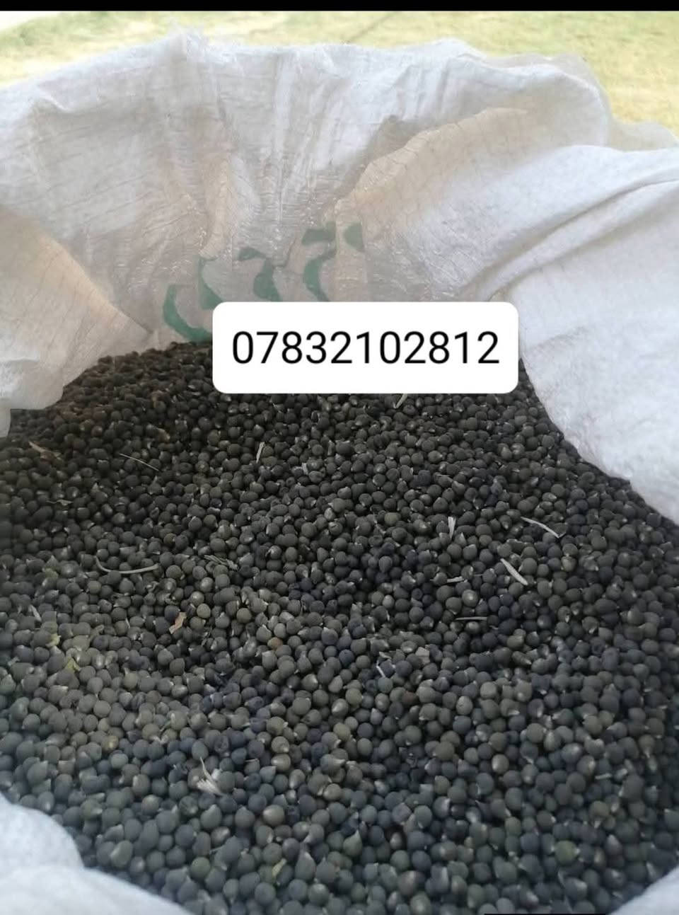 السلام عليكم بذور بانيه للبيع مشروطه كافة الشروط  للحوي متعهد بيها امانة الله ورسوله  ***********اربعينيه بتره وركه مشرحه متعهد بيها طلاع وحوي مقاومه للحراره شمسيه شتويه مقاومه للمياه المالحه صنف العبير فرنسي بغداد, العراق
