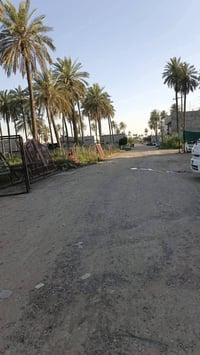 ٢٥٠م • ملك صرف • بستان الكبيسي