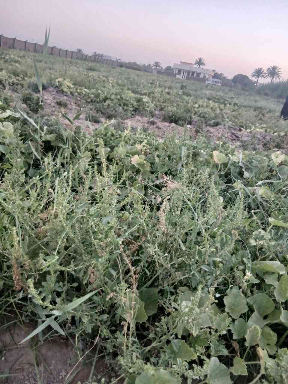 سلام عليكم ٥دونم سند ٢٥ بابل ورديه خارج ماء صيف شته كهرباء اسأله تبليط بيه بيت 🏠


**إذا كنت صاحب هذا الإعلان وتريد حذفه لأي سبب، رجاءا أرسل رسالة إلى الدعم الفني**