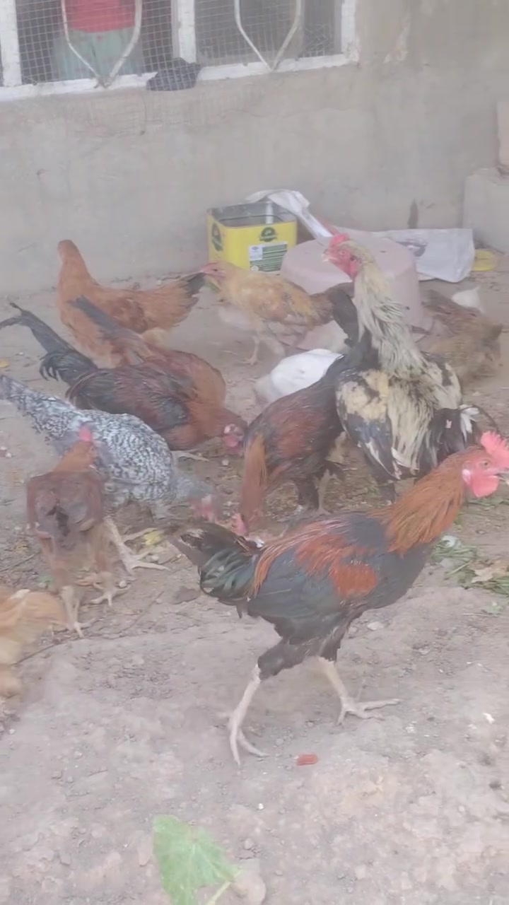 ديوكه ١٠ ودجاجات للبيع فول صحة ونشاط
مكان سليمان بيك


**إذا كنت صاحب هذا الإعلان وتريد حذفه لأي سبب، رجاءا أرسل رسالة إلى الدعم الفني**