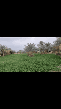 #للبيع 
#مزرعة_10دونم
#طابو_زراعي

للتواصل على الواتساب او الأتصال
 
أو ***********
***********

او زيارة مكتبنا الكائن في حي الغدير
 مقابل مأكولات سنونو
 فرع مستشفى بغداد الأهلي
 مجاور مخبز الشهد 
 مكتب محمود للعقار 🏠

#بيع #شراء #دار #مودرن #بناية #عرصة #عمارة
#منازل_عصرية 
#العراق 
#النجف
#عقارات 
#مكتب_محمود_للعقار🏠
