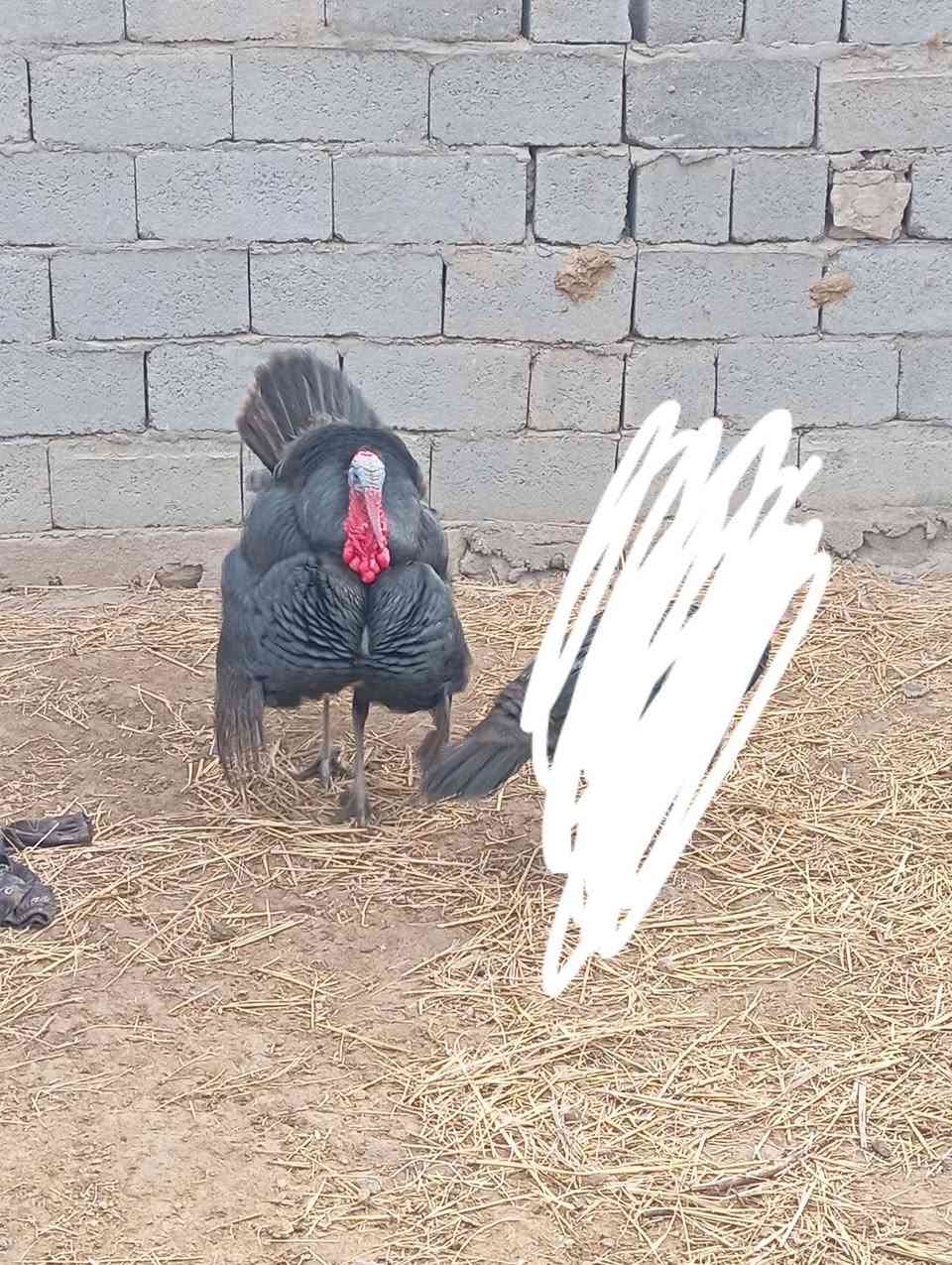 للبيع فسيفس حايلل ودجاجه تبيض
***********
