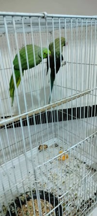 دره طيره وفحل هنه وقفصهن ب165شرط البيض 07855665202