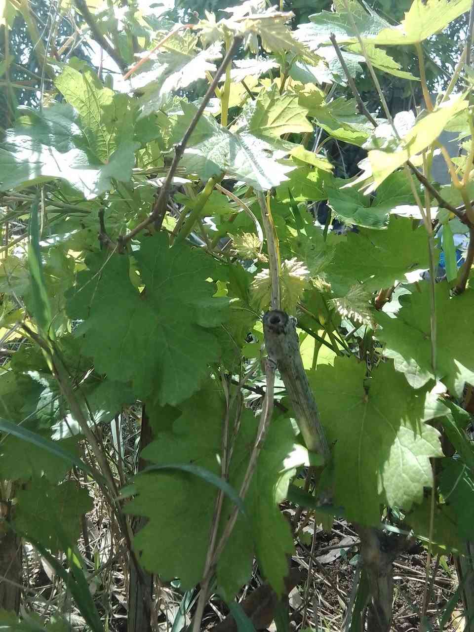 سلام عليكم يوجد لدينا شتلات عنب في كافه الانواع سعر الشتله الفين دينار لتواصل.. ***********
