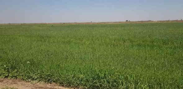 السلام عليكم 
يوجد لدينا أرض زراعية درجه اولى ٩٠ دونم بيه حصه مائيه وقريبه على نهر دجلة العنوان واسط قضاء الزبيديه منطقة أم سنيم نوع العقار طابو زراعي سند ٢٥ تحويل مباشر للمشتري تنباع كله أو جزء منها سعر الدونم الواحد ٥ مليون وبيه مجال بسيط 
*********** بيه واتساب
