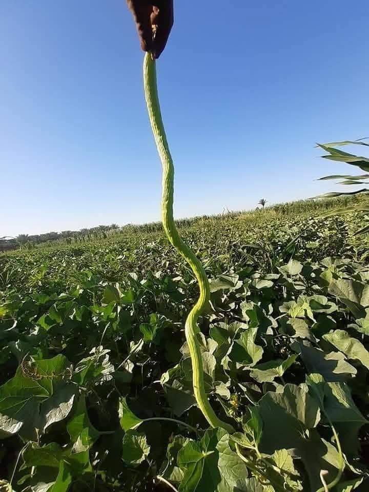 يوجد لدينا بذور بانيا  العبير ستندر شركه نتاجيه خير من الله تحمل حراره الصيف جدن عاليا *********** *********** وخيار طرحي سباني
