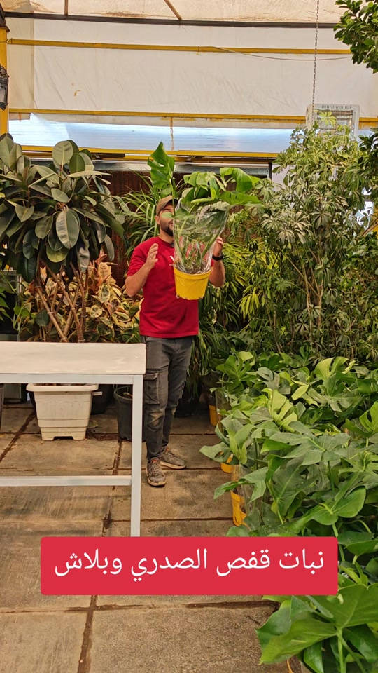 نبات قفص الصدري وبلاش للاستفسار *********** #العراق #نباتات_منزلية🌿🥀 #abed_flower #مشاتل #نباتات_داخلية 
