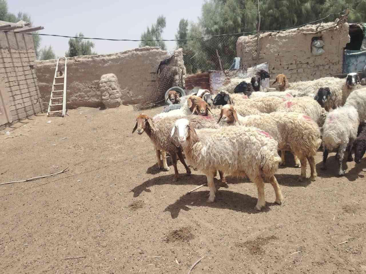 نعجات مضاريع   العدد 21 مهات مراح واحد    شرط جنيان وشرط صحاهه  كل عيب مابيهن بيهن مجال   شراي ينتصل *********** مكاني الدوانيه الشافعيه

