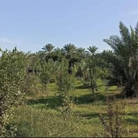 دونمين للبيع طابو زراعي سند 25  الواجهه 50 م  خدمات مي كهربا تبليط  ال...