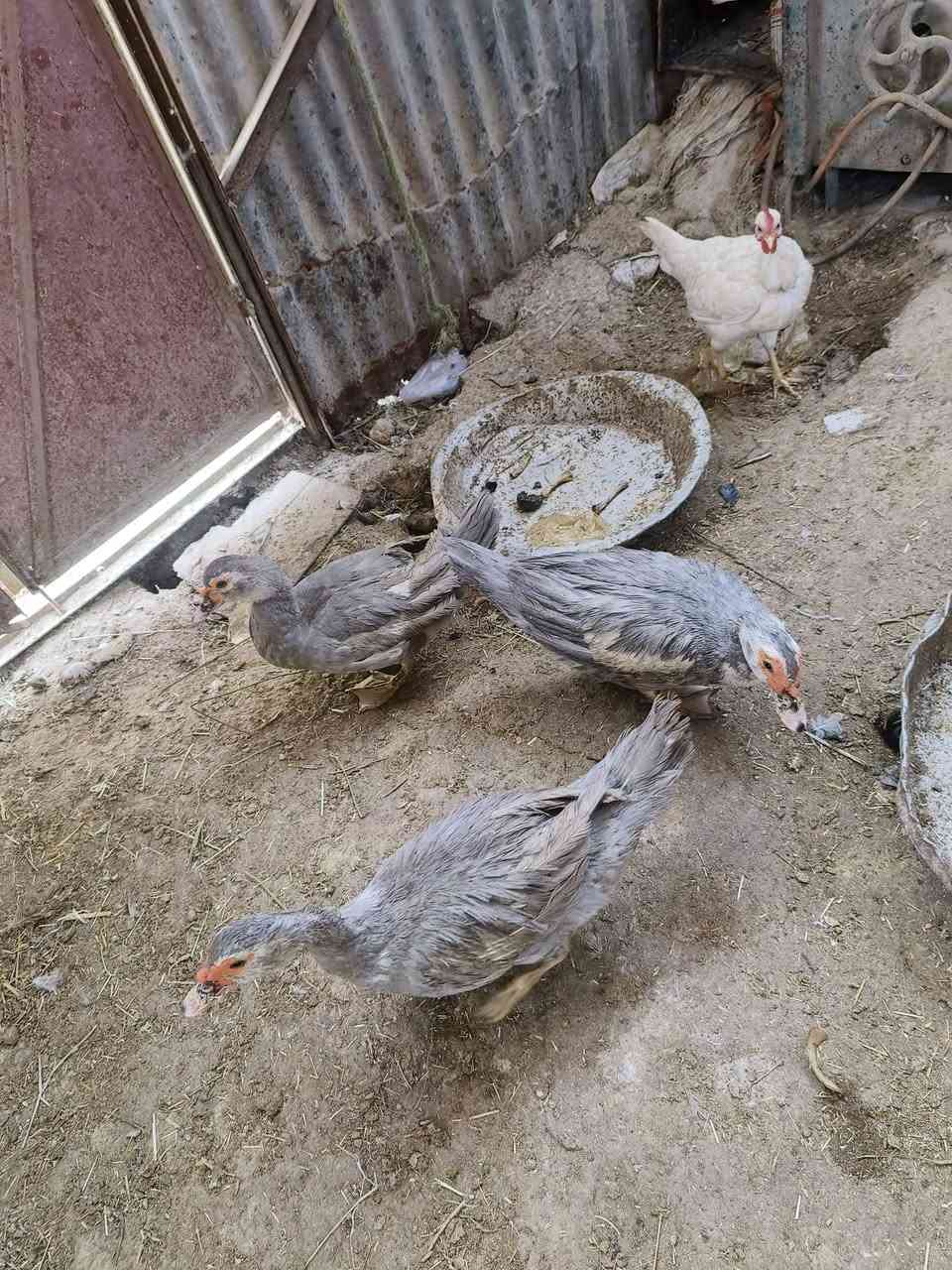 السلام عليكم نتاح 3 نثاية وفحل بش مصري رصاصي طلك  خشنلت وصاحيات مكاني الهوير


**إذا كنت صاحب هذا الإعلان وتريد حذفه لأي سبب، رجاءا أرسل رسالة إلى الدعم الفني**