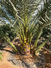 برحي • فرنساوي • اصلي سنغافورة