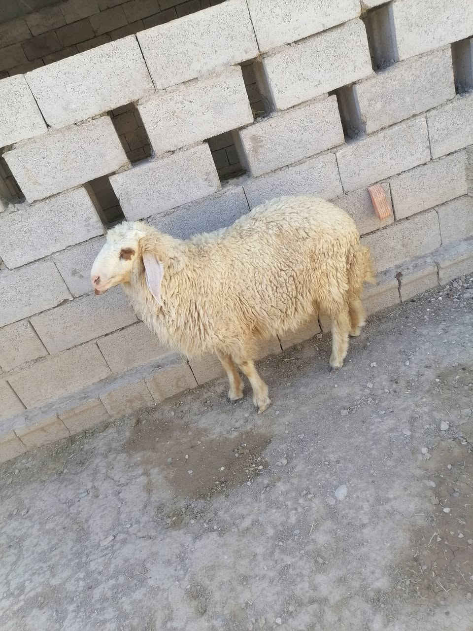 يالله سلام عليكم ***********
فطيمه وطلي كريشي نذاري مال ارباط الي يريدهن هسا يتواصل وياي وبل خدمه المكان واسط الشحيميه قريه 10
