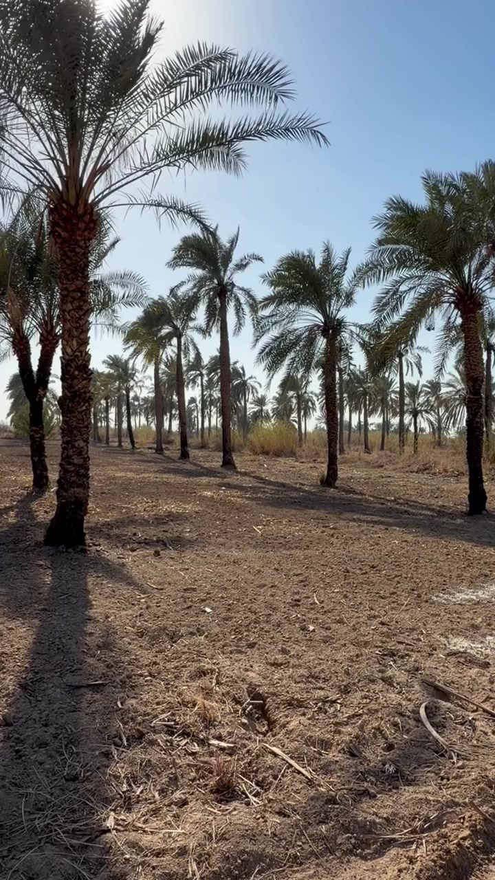 يا الله السلام عليكم دونم وجه ٢٢ ونزال ١١٤ طابو ملك صرف 
النخل اغلبه برحي العنوان بغداد المدائن سلمان باك شارع سيد علي للاستفسار 
*********** 
***********
