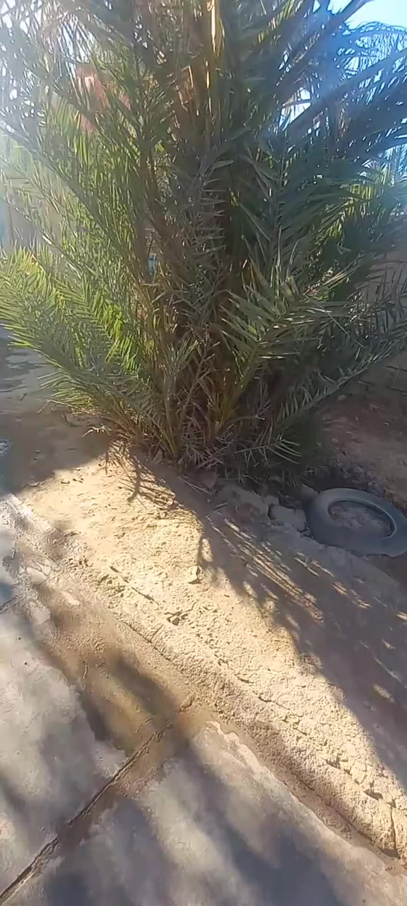 حوض نخل شويثي للبيع يتصل او يراسني وهاذ رقمي 
***********
