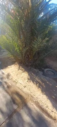 حوض نخل شويثي للبيع يتصل او يراسني وهاذ رقمي  07849001907