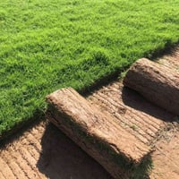 ثيل ديالى الطبيعي لهندي 🌿كثافه عالية متوفر لمتر لمربع ب الفين معة توصي...