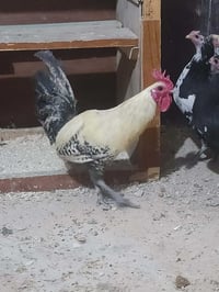 متاح ديك للبيع للاستفسار خابر ع رقم 07507285485