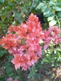 احبتي الكرام يتوفر جهنمي متسلق هاي الاوان الي بالصور يوجد خدمه توصيل ب...