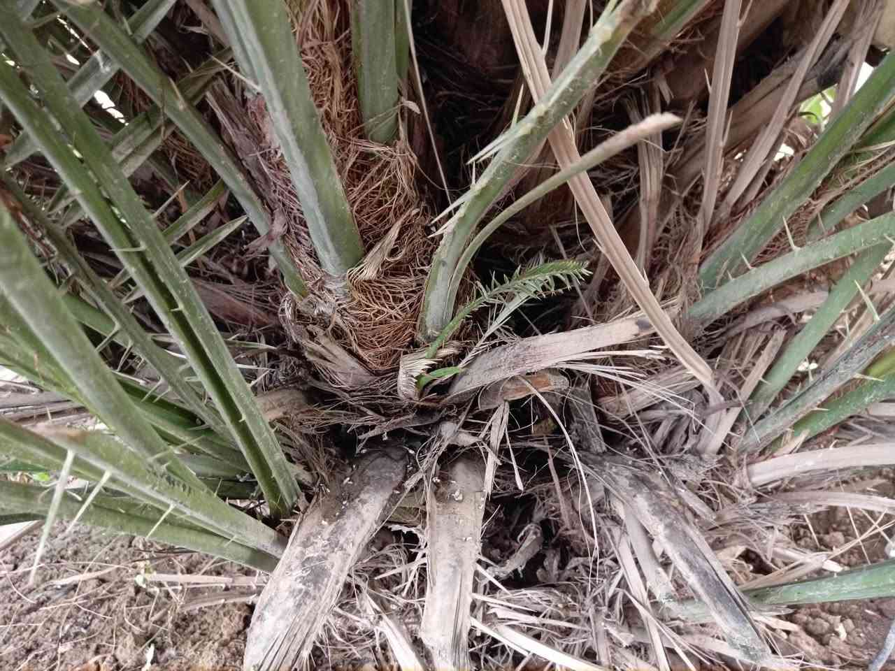 سلام عليكم للبيع فسائل نخيل بحجم كبير  فسائل نخيل من صنف الشويثي الممتاز جاهزة للغرس المباشر ​الحجم كبير وممتاز كما هو موضح في الصور
السعر: 10 الف دينار فقط للفسيلة الواحدة
​للاتصال والحجز: ***********
