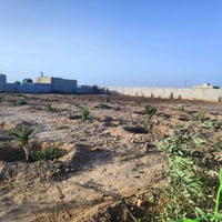 دونم مزروع • نظام تقطير • نخيل ٥٠