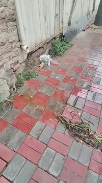 طابو صرف • ٢٥٠م • كربلاء طويريج