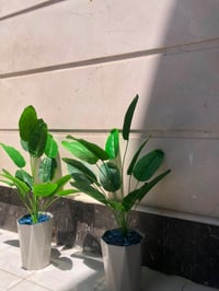 بغداد الشعب • للبيع