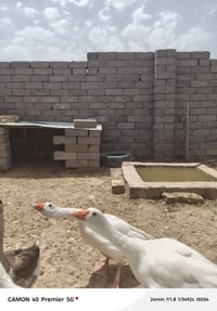 بطوط لبيع الوزه فوك 3 اكيالوو التواصل على الرقم 07706109610