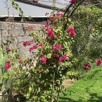 الولداية الثانية • ٢٦٦م • غرفتين