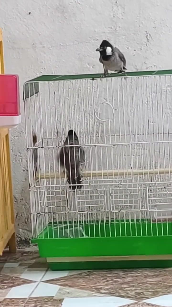 ياالله فحل اليف قفص مراوس بطيره شرط مبيضه /طك جناح برواز فول مكاني كوت داموك ***********

