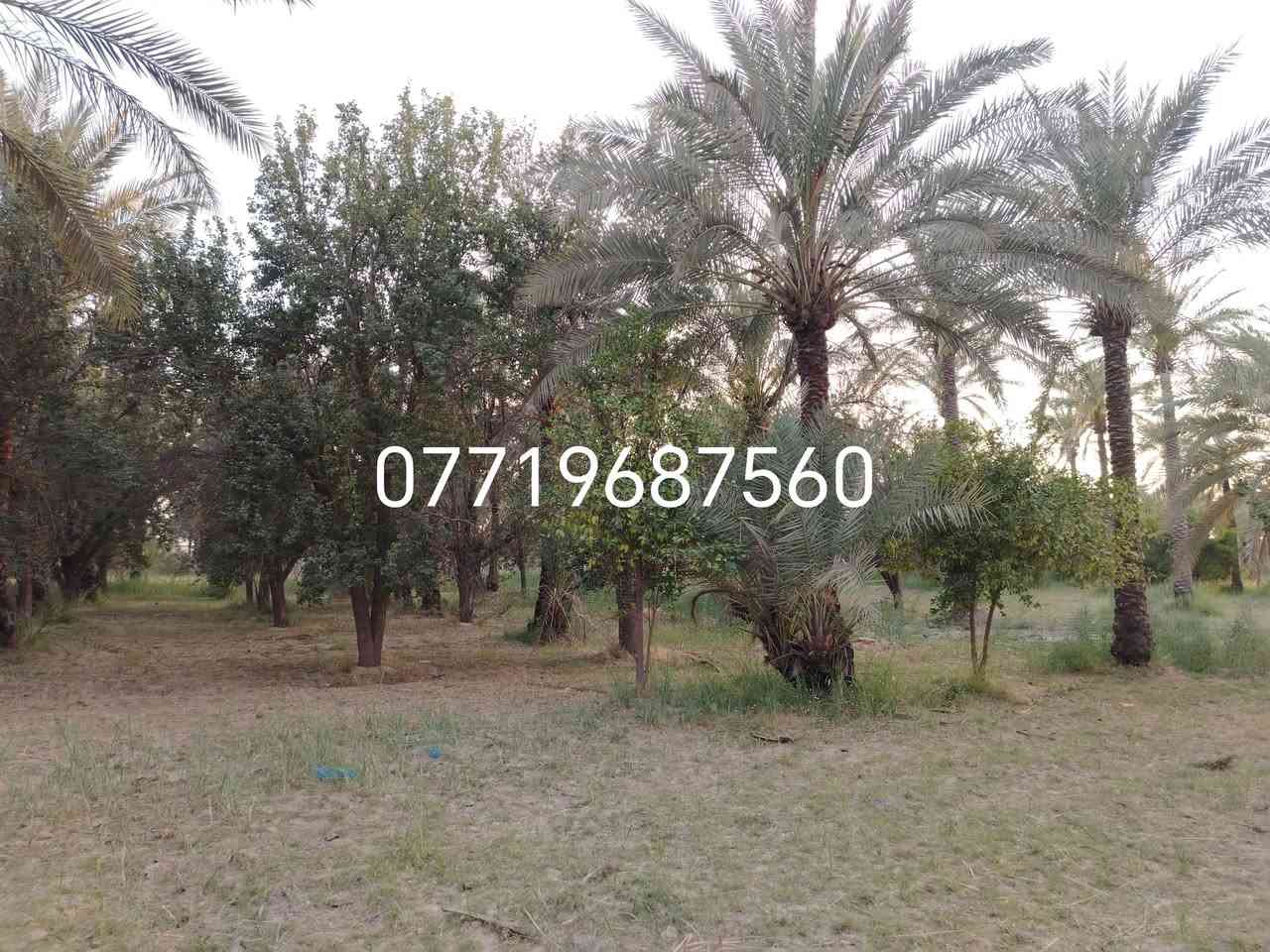سلام عليكم اخوان للبيع أربع دوانم  بستان طابو سند ٢٥ كاملة البستان صايرة على شارعين ركن واجها 180وعرض ٥٧ونص خدمات كاملة تسقى ماء سيح اروئي بل وجه شارع سبيس للباب عرض الشارع الي بل وجه 9متر تباع كلها او دونم او اكثر المكان بغداد ناحية الراشديه شارع المهندسين علمن اخون البستان بسمنه شخصين وماعارضيها يم اي مكتب او دلال ولا مخول اي دلال بعرضها سعر الدونم ١٨٥ وقابل للتفاوض ***********
