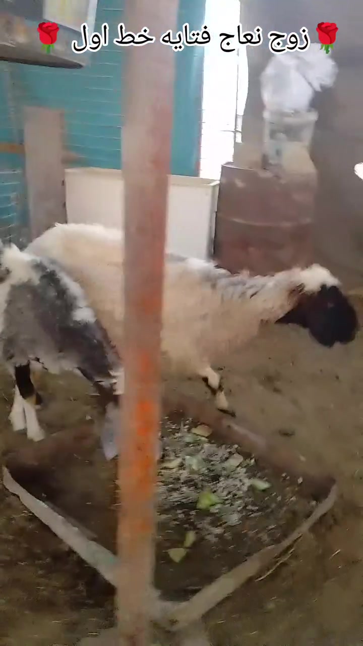 اخوان مكلف بالنشر اتصل على صاحبها الحلال
زوج نعاج فتايه خط اول مال جناي درجه اولى حلوت 
اعشار مضروب اسفنجه هولنديه بس ما نطي ضمان 
عن مفاشل اعشار فوك الشهرين ونص تجي تلمس بيدك 
نعاج خشانه وشقه طويله خير من الله وين الجناي الحلال الفاخر والنظيف نعاج فتايه شرط سن وشطر ونصائح وعلى كل عيب السعر الزوج 730 وبيها مجال للشراي يتصل ويتدلل 
عنوان الانبار ناحيه كبيسه 
*********** واتساب فقط
***********اتصال فقط
اخوان ملاحظه يوجد توصيل فلكه هيت فقط 
اخوان البيع شلع وحده
