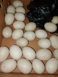 بيض ملقح • ٢٤ بيضة • سوق الشيوخ الحكيكة