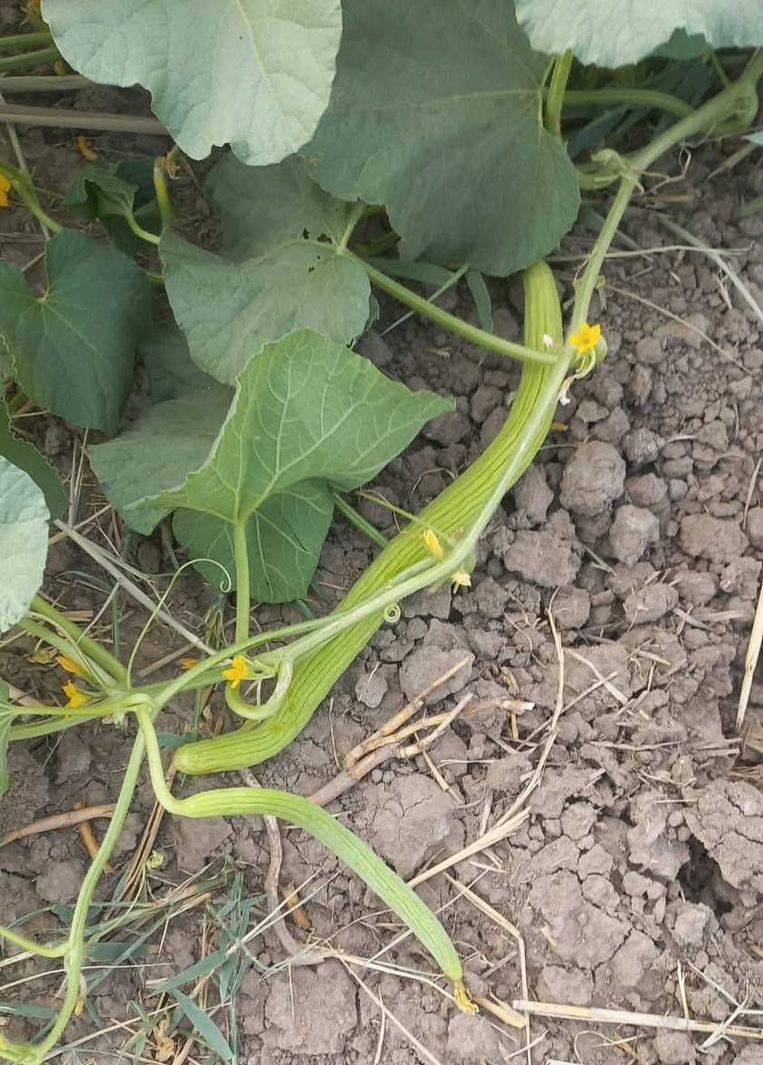 �✨ على بركة الله وصول بذور خيار ✨🌱
(المي / العطروزي)

🔹 لون مرغوب في السوق
🔹 إنتاج غزير بإذن الله
🔹 عمر نباتي طويل
🔹 متحمل للظروف الجوية
🔹 جودة عالية ونتائج مضمونة

📦 العبوة: قوطي 100 غم
💰 أسعار مناسبة للجميع

🚚 خدمة توصيل متوفرة

📍 كركوك – الحويجة
📞 واتساب: ***********
📞 هاتف: ***********

🌿 مكتب المنزلة الزراعي يرحب بكم ونتمنى لكم موسم ناجح 🌾
