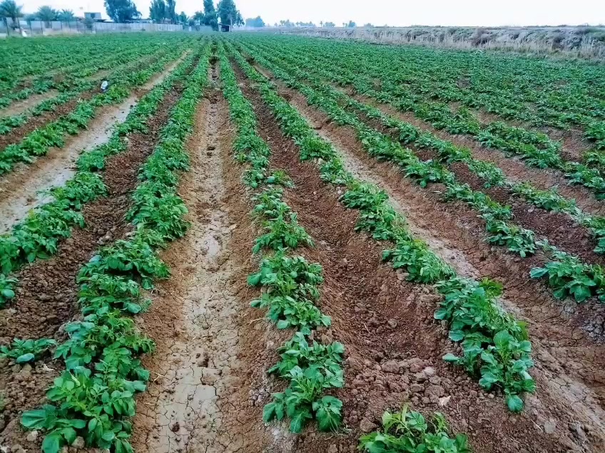 سلام عليكم أرض زراعيه للبيع طابو زراعي سند 25 كافه الخدمات متوفره  تحويل مباشر موقعه اليوسفيه تبعد عن الشارع العام 100متر  مساحته دونمين وربع وموجود ٣٠ دونم الاستفسار اتصل ***********
