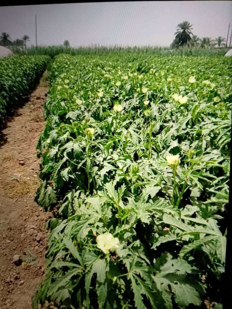 يوجد لدينا بذور بانيا  العبير ستندر شركه نتاجيه خير من الله تحمل حراره الصيف جدن عاليا *********** *********** وخيار طرحي سباني
