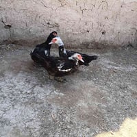 يبيضن • شرط