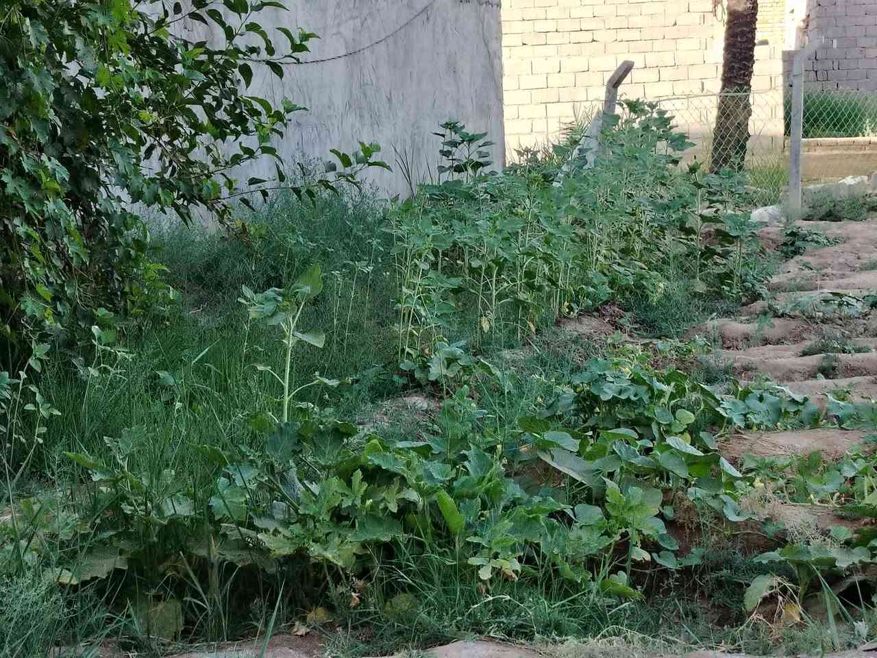 مزرعه للبيع المساحه ١٠٠٠م مع هيكل كربلاء الهنديه قرب الشارع الحولي مقابل حي العسكري الاستفسار *********** *********** بسمي سند ٢٥
