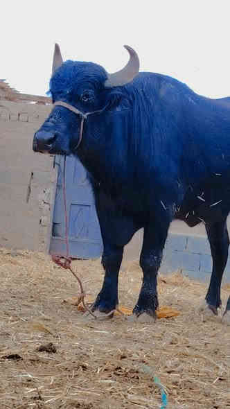 الهم صلي على محمد وآل محمد..
جاموسة فراتيه للبيع ماخض عليها ٣ أشهر شرط الفحص مشروطه كافة شروط الجني المكان ميسان الرقم ***********
