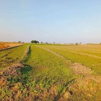 8 دوانم لأصحاب الإمكانية القليله السعر 7 مليون للدونم الواحد قفل  ا  ط...