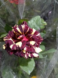 مسواك جديد • مشتل ابوبكر • شارع ابو رندة