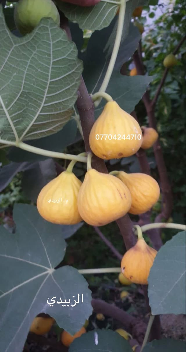 العراق مليان اصناف تين ولكن اغلبها مو متحمل للحر وطعمه مو عسلي وغير تجاري وكثيف جبتلكم صنف تين يحمل موسمين بالسنه مو تين عبالك برتقال 🍊 

صنف حصري لدينا لا تتعب وتدور متوفر شتلات ارتفاع عالي وسعر مناسب وشرط الانتاج صنف مقاوم للملوحه والحر والاصابات كثيف الانتاج عسلي الطعم 

متوفر توصيل لجميع المحافظات لطلب الشتلات تواصل خاص او واتس اب *********** 🇮🇶
