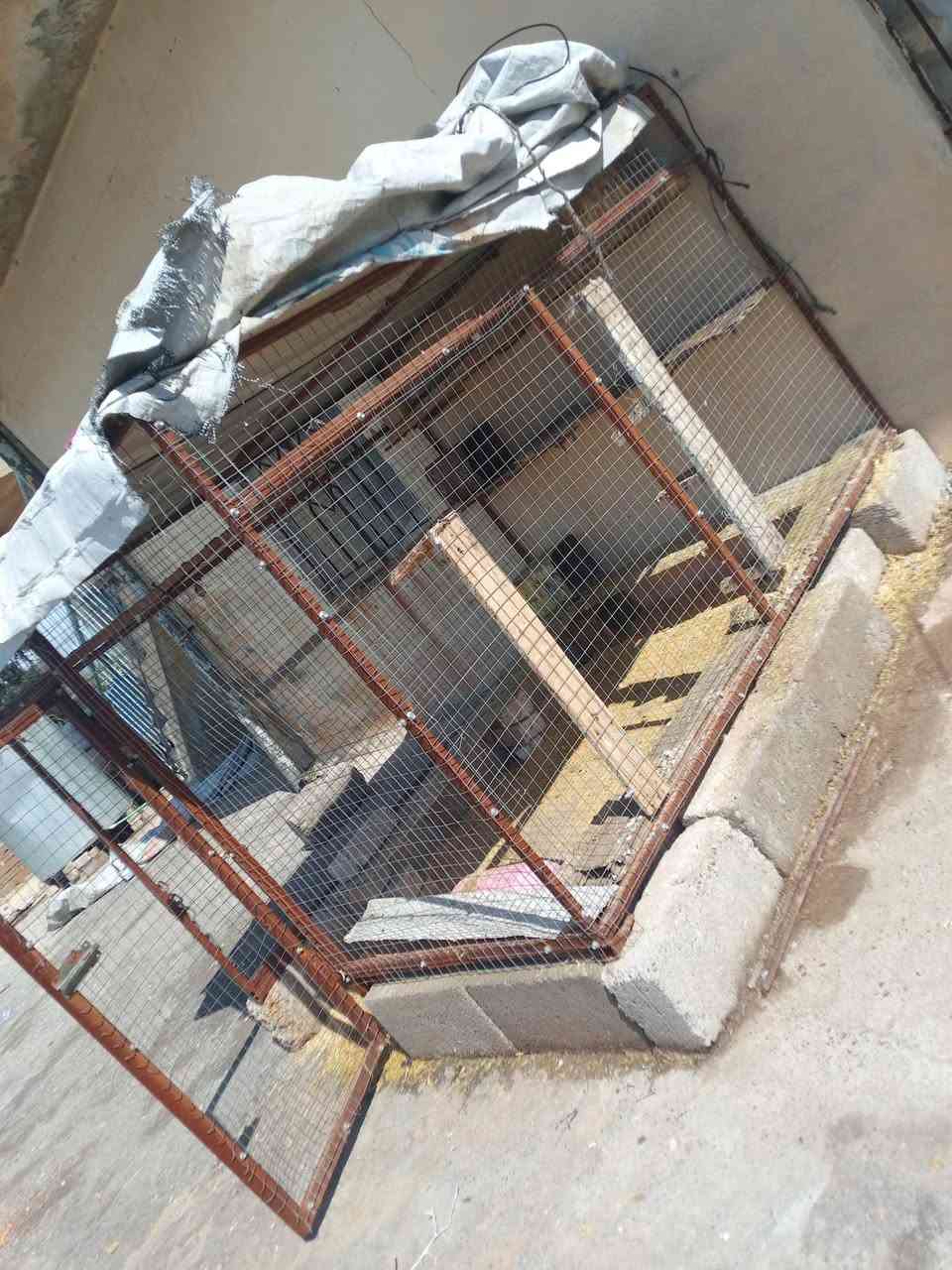 قفص للبيع السعر 120 وبي مجال


**إذا كنت صاحب هذا الإعلان وتريد حذفه لأي سبب، رجاءا أرسل رسالة إلى الدعم الفني**